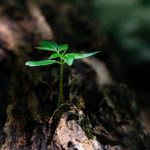 Carbon insetting: can it help your business get to net zero? Carbon insetting is nowhere near as well known as carbon offsetting, yet for many businesses it is the missing part of their net zero strategy.