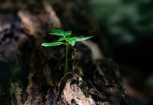 Carbon insetting: can it help your business get to net zero? Carbon insetting is nowhere near as well known as carbon offsetting, yet for many businesses it is the missing part of their net zero strategy.