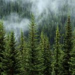 Carbon offsetting – can big business do it right? Carbon offsetting – can big business do it right?