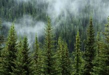 Carbon offsetting – can big business do it right? Carbon offsetting – can big business do it right?