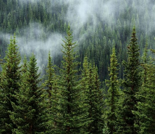 Carbon offsetting – can big business do it right? Carbon offsetting – can big business do it right?