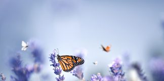 Where are we on the Environment Bill with 6 months until COP26? Where are we on the Environmental Bill with 6 months until COP26?