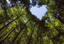 World Environment Day: why it matters for business