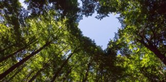 World Environment Day: why it matters for business