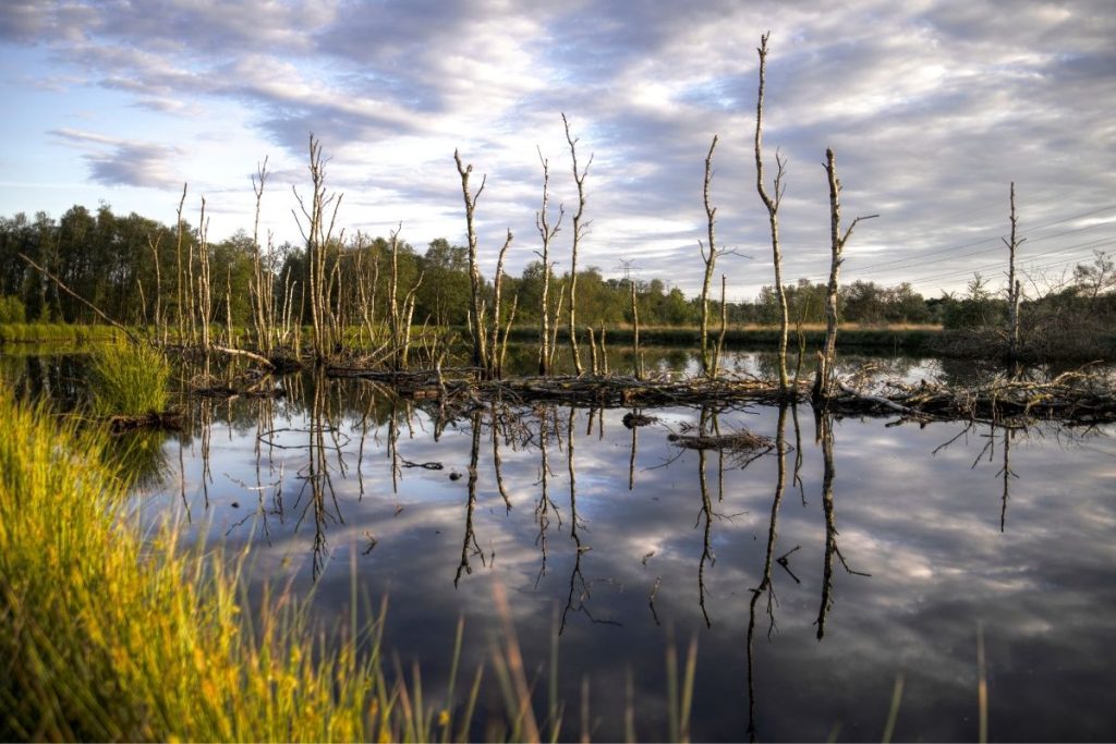 carbon removal technologies to solve the climate crisis