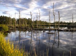 Can we rely on carbon removal technologies to solve the climate crisis? carbon removal technologies to solve the climate crisis