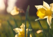 Spring Statement: business rates exemptions for low-carbon equipment and VAT relief for home retrofit