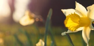 Spring Statement: business rates exemptions for low-carbon equipment and VAT relief for home retrofit