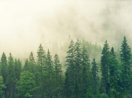 Why your business should be cautious about “carbon neutral” product claims Why your business should be cautious about “carbon neutral” product claims