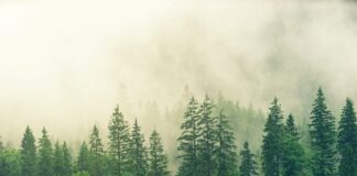 Why your business should be cautious about “carbon neutral” product claims Why your business should be cautious about “carbon neutral” product claims