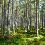 Understanding net zero transition plans in the UK Climate Transition Plan Requirements