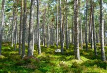 Understanding net zero transition plans in the UK Climate Transition Plan Requirements