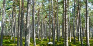 Understanding net zero transition plans in the UK Climate Transition Plan Requirements