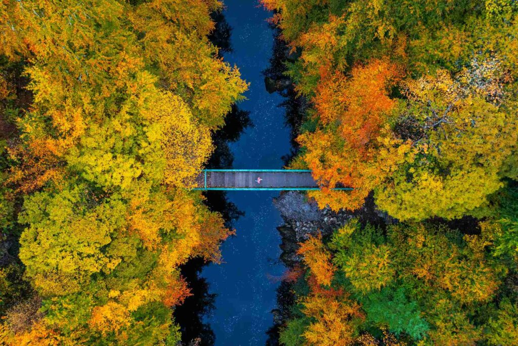 A bridge crossing a river that flows through an autumnal forest