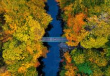 Transition Plans: Most listed companies still lack credible low-carbon strategies A bridge crossing a river that flows through an autumnal forest