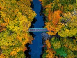 Transition Plans: Most listed companies still lack credible low-carbon strategies A bridge crossing a river that flows through an autumnal forest