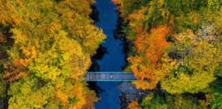 Transition Plans: Most listed companies still lack credible low-carbon strategies A bridge crossing a river that flows through an autumnal forest