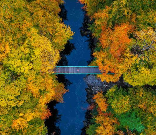 Transition Plans: Most listed companies still lack credible low-carbon strategies A bridge crossing a river that flows through an autumnal forest