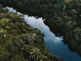 COP30: What three decades of COP means for business