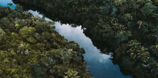 COP30 | What Three Decades Of COP Means For Business COP30