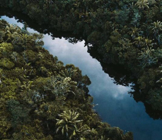 COP30: What three decades of COP means for business