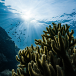 Why businesses must wake up to ecosystem danger coral reef