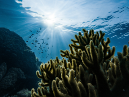 Why businesses must wake up to ecosystem danger coral reef