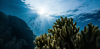 Why businesses must wake up to ecosystem danger coral reef