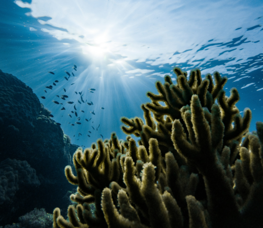 Why businesses must wake up to ecosystem danger coral reef