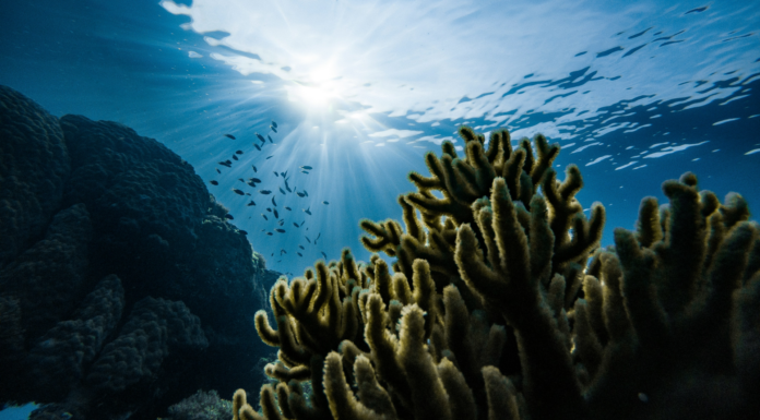 Why businesses must wake up to ecosystem danger coral reef