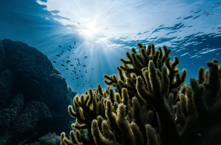 Why businesses must wake up to ecosystem danger coral reef