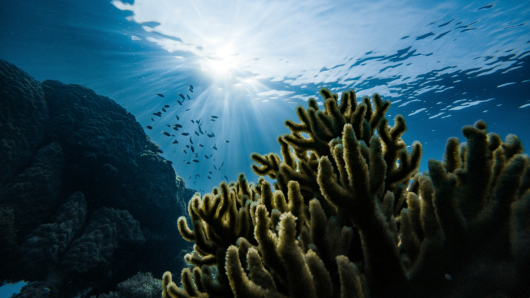 coral reef