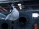 Government publishes ESOS Phase 4 changes