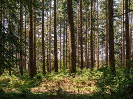 GHG Protocol and ISO move closer to a unified carbon accounting standard