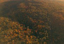 Webinar: preparing your Carbon Reduction Plan for changing public sector procurement requirements