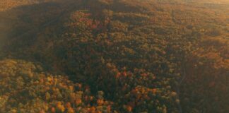 Webinar: preparing your Carbon Reduction Plan for changing public sector procurement requirements