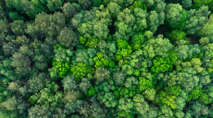 Carbon Reduction Plans Are Changing: Is Your Organisation Ready for 2027?